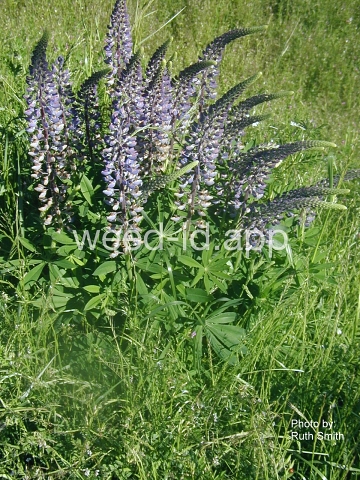 lupine, large-leaved
